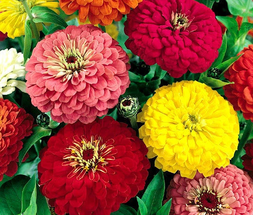 Zinnia Dahlia Mix Zinnia Elegans – Colorful Garden Flower Seeds