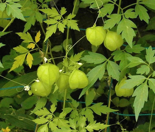 Balloon Vine Cardiospermum Halicacabum – Climbing Garden Flower Seeds