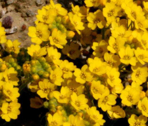 Alyssum Mountain Gold Perennial Alyssum Montanum – Hardy Groundcover Seeds