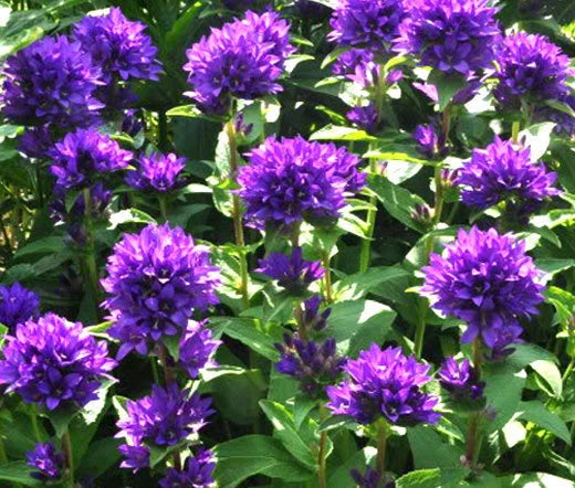 Bellflower Superba Campanula Glomerata – Perennial Garden Flower Seeds