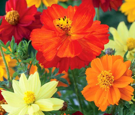 Cosmos Sulphur Mix Cosmos Sulphureus – Bright Colorful Garden Flower Seeds