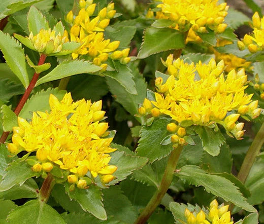 Sedum Aizoon Stonecrop Sedum Aizoon – Perennial Garden Flower Seeds