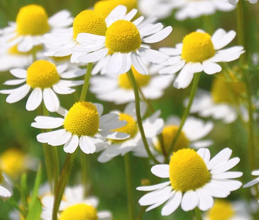 Chamomile Roman Chamaemelum Nobile – Fragrant Garden Flower Seeds