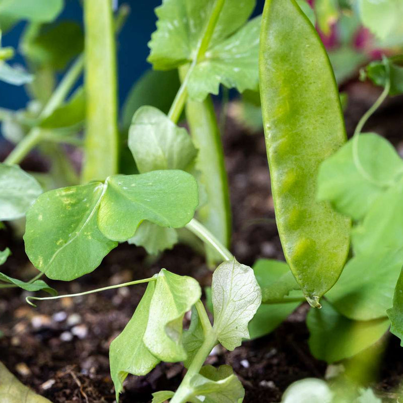 Sugar Snow Pea – Dwarf Vegetable Seeds