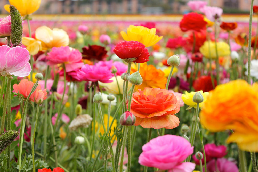 Flower Seeds
