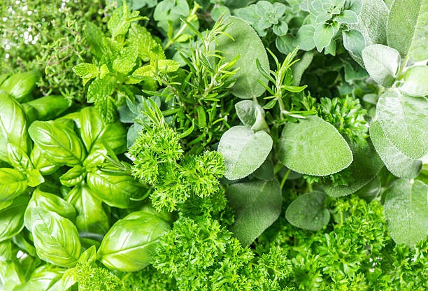Herb Seeds