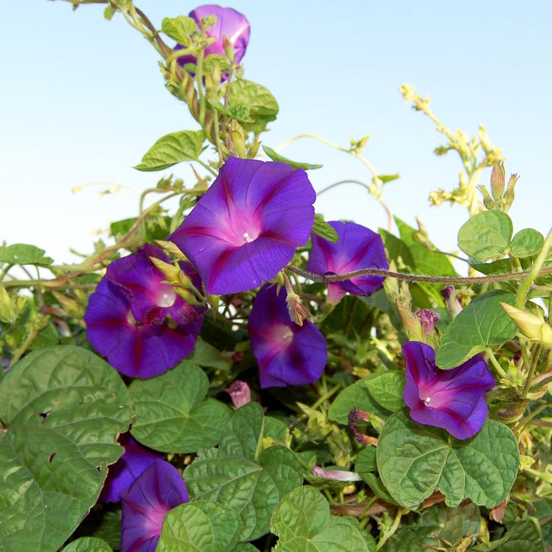 Grandpa Ott’s Morning Glory Ipomoea purpurea seeds for home garden planting.