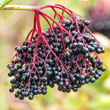 American Black Elderberry (Sambucus canadensis) shrub with clusters of creamy-white flowers, dark purple-black berries, and serrated green leaves in a garden landscape.