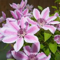 Clematis ‘Nelly Moser’ Flower Seeds – Heirloom, Non-GMO, Large-Flowered Perennial Vine