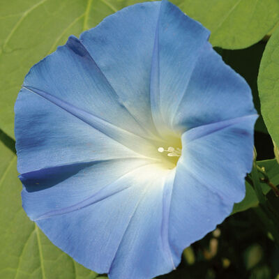 Kikyo Sky Blue – Garden Flower Seeds