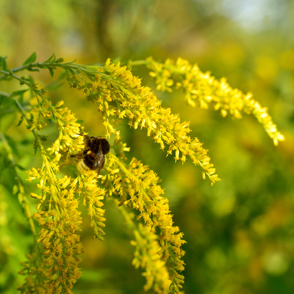 Melilotus officinalis Yellow Melilot Organic Garden Seeds