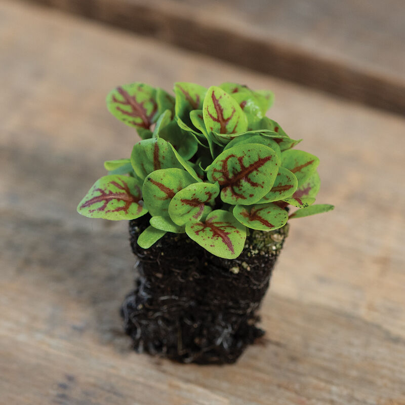 Rumex sanguineus ornamental foliage showing distinctive red and purple leaf veining.