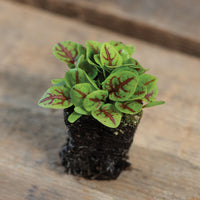 Rumex sanguineus ornamental foliage showing distinctive red and purple leaf veining.