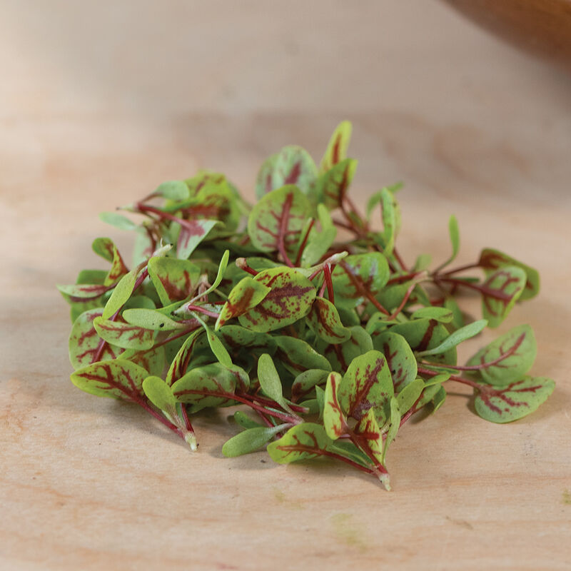 Rumex sanguineus Red-Veined Dock plant with green leaves and prominent red veins.