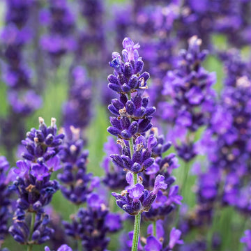 English Lavender Lavandula angustifolia garden seeds for growing a fragrant flowering herb.