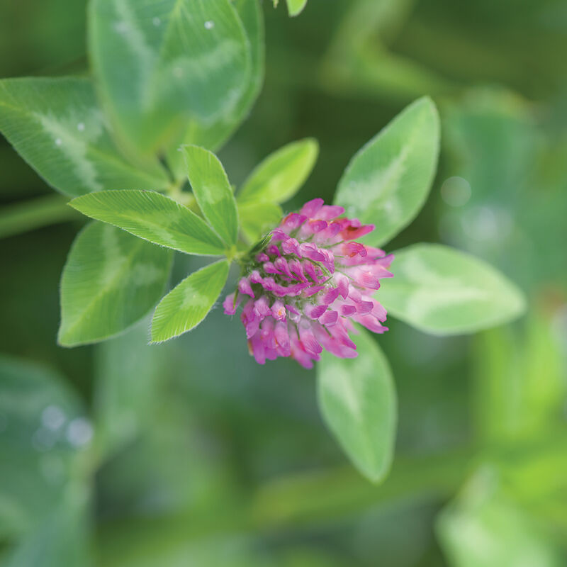 zRed Clover Trifolium pratense flowering plant with green three-part leaves and pink-purple flower heads