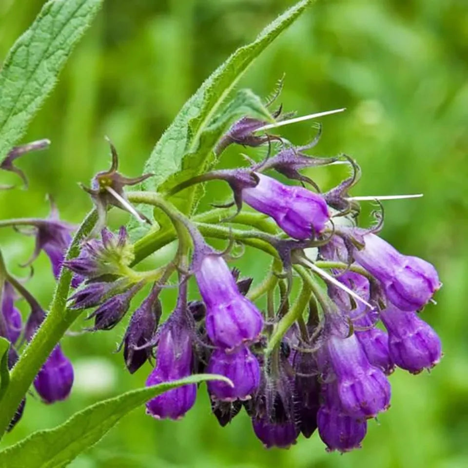 Essential Medicinals True Comfrey Symphytum officinale product packaging