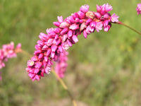 Kiss-Me-Over-the-Garden-Gate Seeds – Persicaria orientalis Flower Seeds