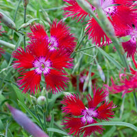 Fringed Pink Dianthus superbus flower seeds for ornamental garden planting