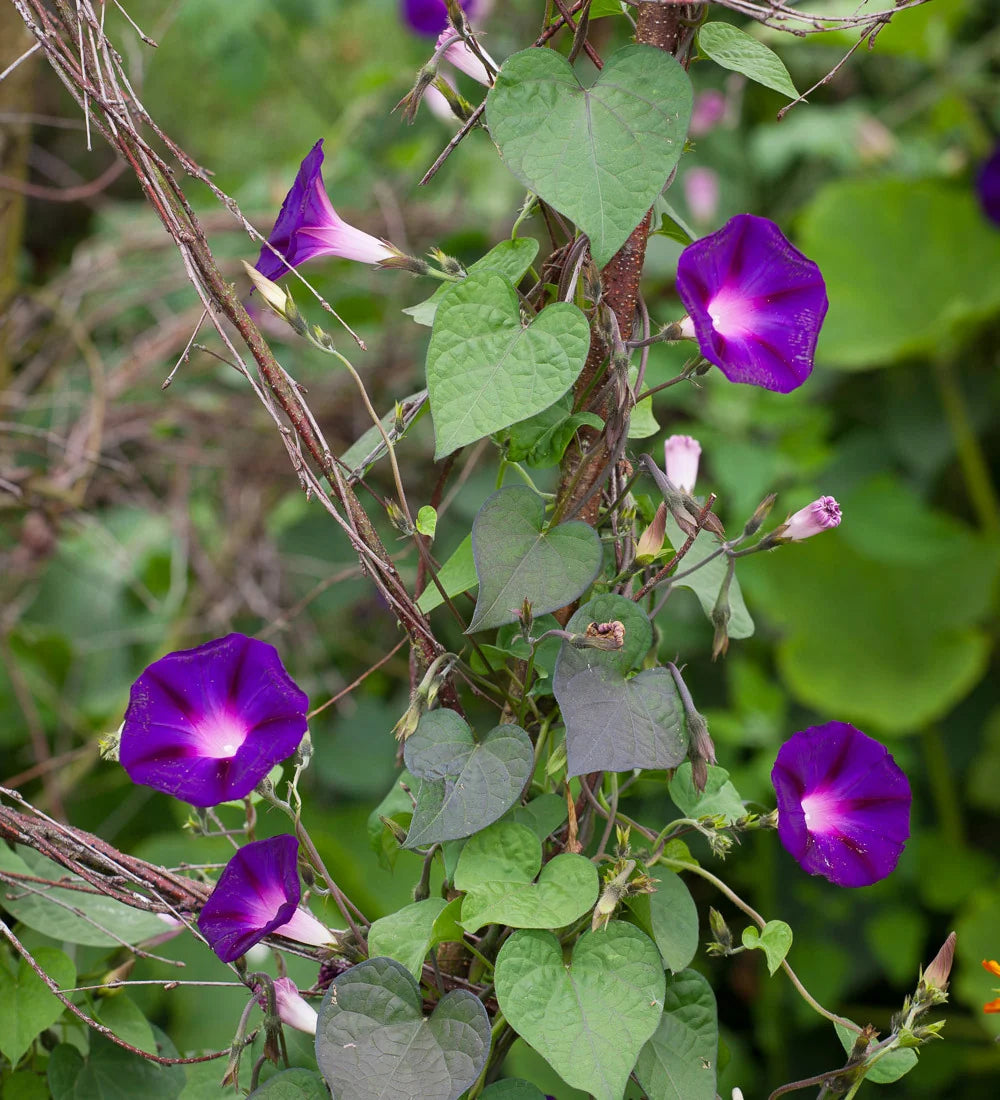 Grandpa Ott’s Morning Glory Ipomoea purpurea vine with green foliage and funnel-shaped flowers.