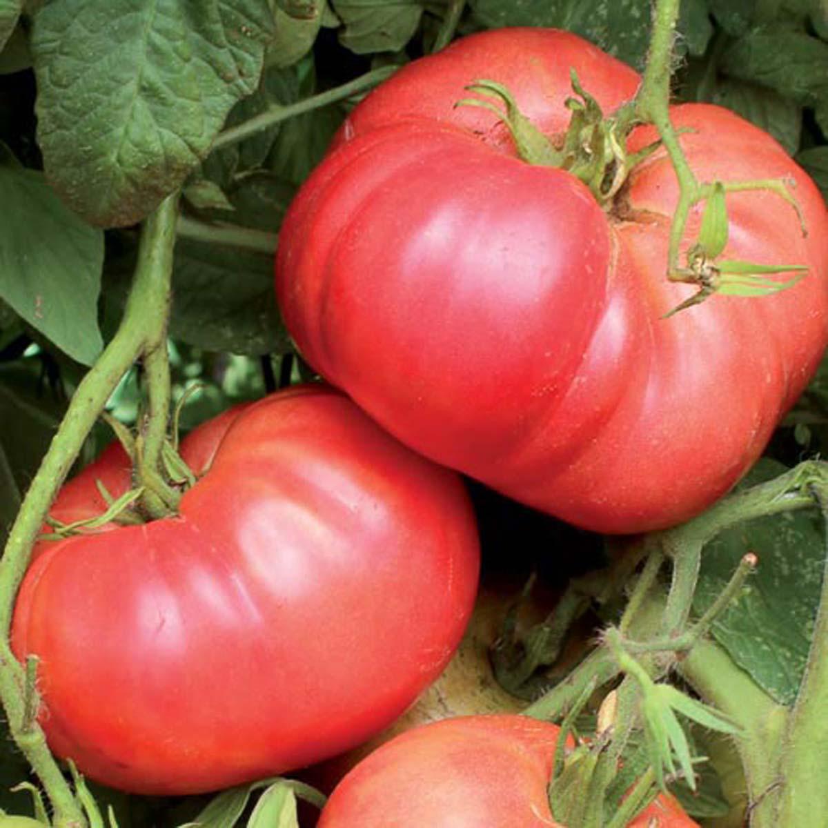 Crnkovic Yugoslavian Heirloom Tomato Seeds Packs Of Vegetable Seeds – Perennial Flower Seeds