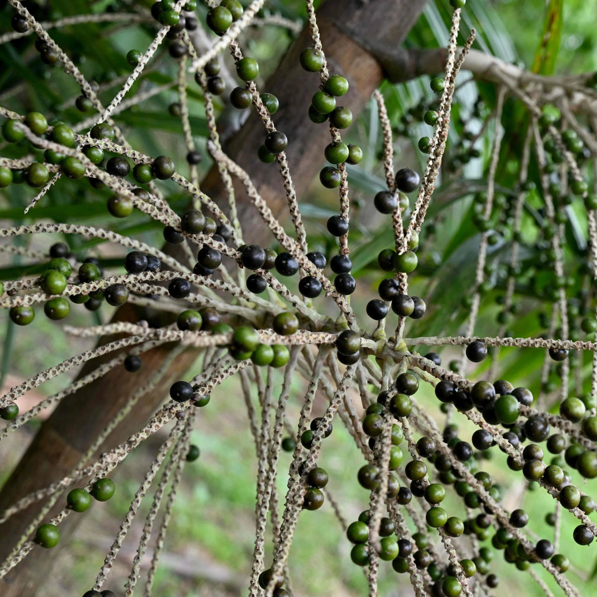 Acai Berry Palm Seeds – Exotic Planting Seeds
