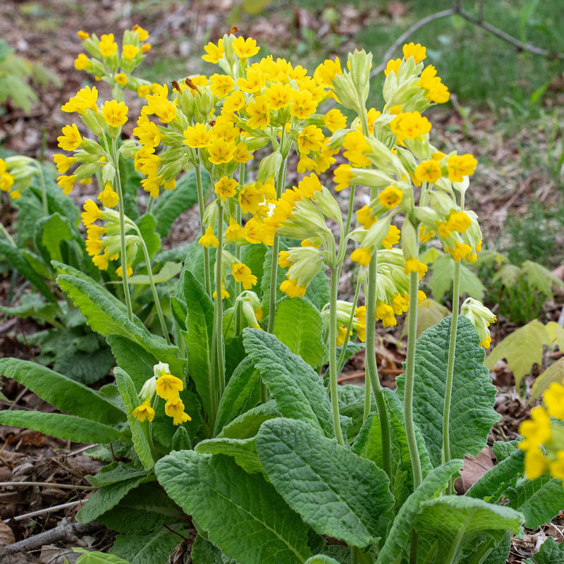 Cowslip Primula veris flower seeds for growing traditional flowering perennials