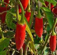 Capsicum frutescens Plant Seeds – Xigole Pepper for Gardening