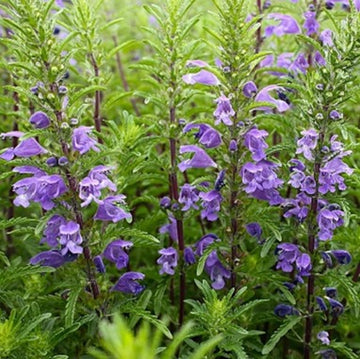 Moldavian Balm Dracocephalum moldavica seeds for herb gardening