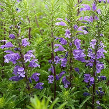 Moldavian Balm Seeds Dracocephalum moldavica for Herb Gardens, Ornamental Planting and Natural Garden Landscapes
