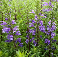 Moldavian Balm Seeds Dracocephalum moldavica for Herb Gardens, Ornamental Planting and Natural Garden Landscapes