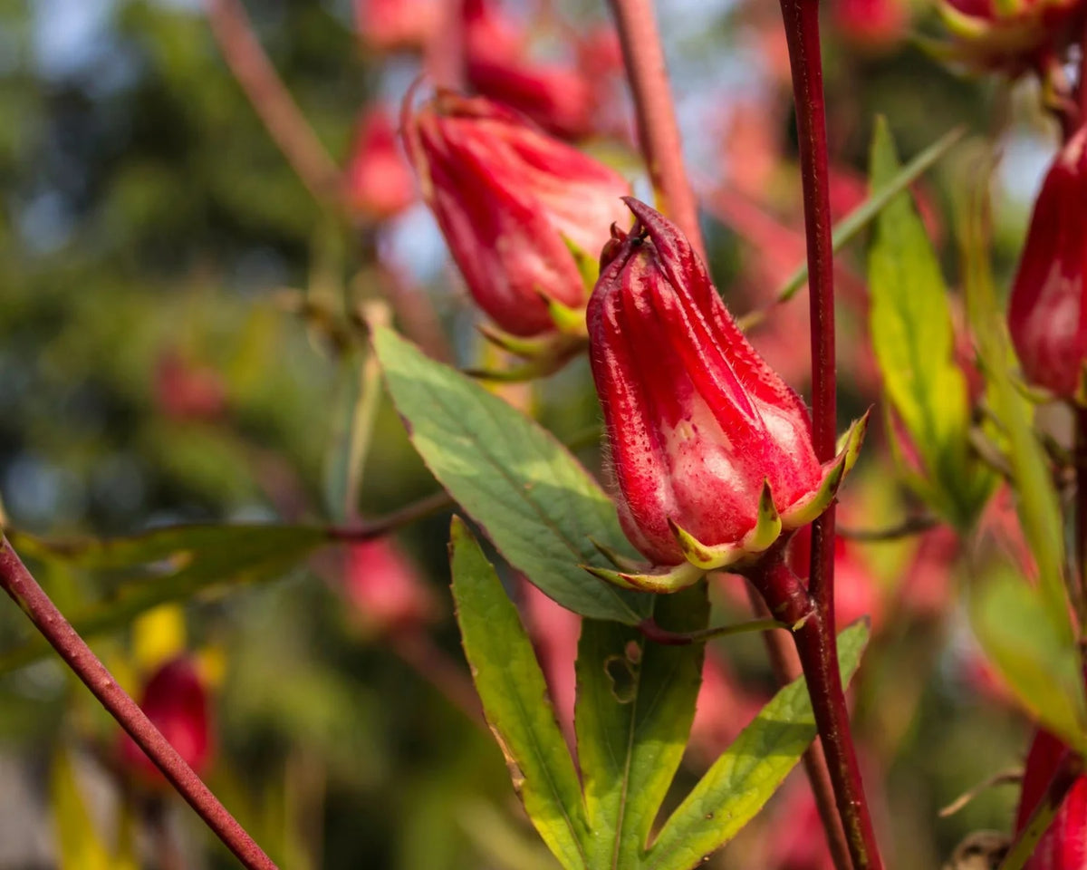 Roselle Hibiscus Seeds – Hibiscus sabdariffa for Flower and Herb Gardens