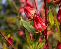 Roselle Hibiscus Seeds – Hibiscus sabdariffa for Flower and Herb Gardens