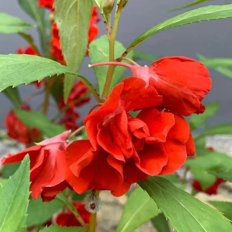 Chinese Balsam flowering plant with colorful blooms and green foliage