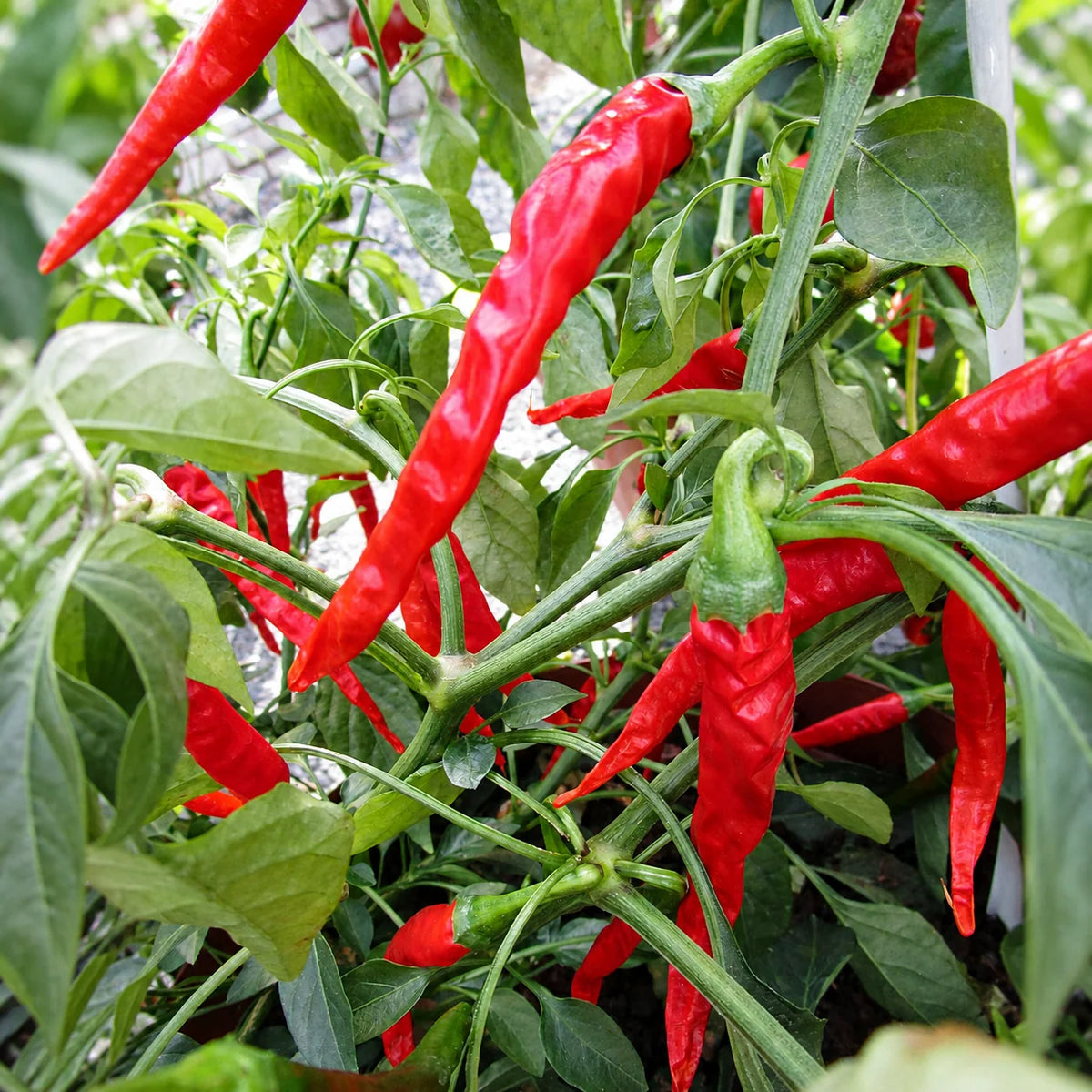 Capsicum frutescens Seeds – African Cayenne Pepper Plant Seeds