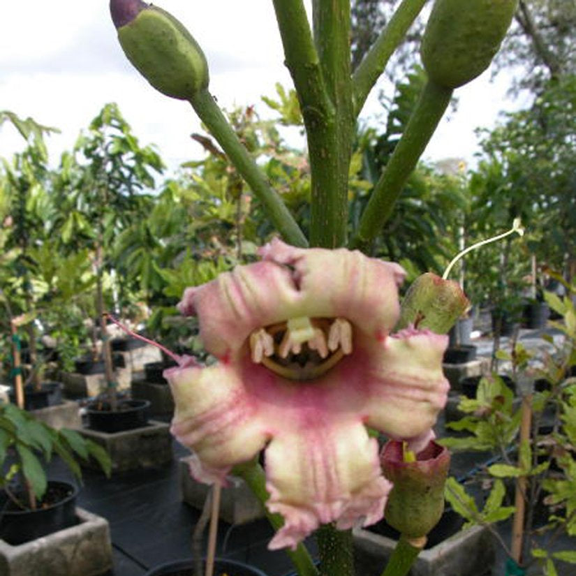 Oroxylum Indicum – Midnight Horror Ornamental Flower Tree Seeds