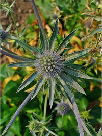 Eryngium planum Planting Seeds – Sea Holly Garden Flower Seeds