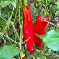 Big Jim Pepper Planting Seeds – Capsicum annuum Garden Seeds