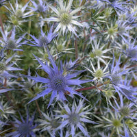 Sea Holly Seeds – Eryngium planum Flower Planting Seeds