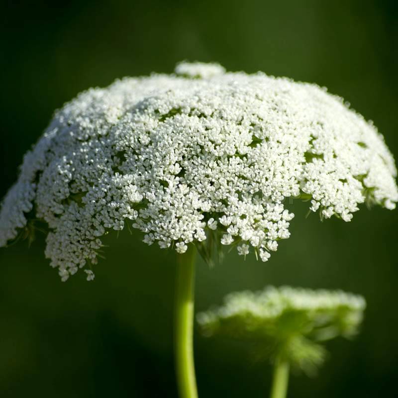 Ammi visnaga Seeds – Khella Bishop’s Flower Planting Seeds
