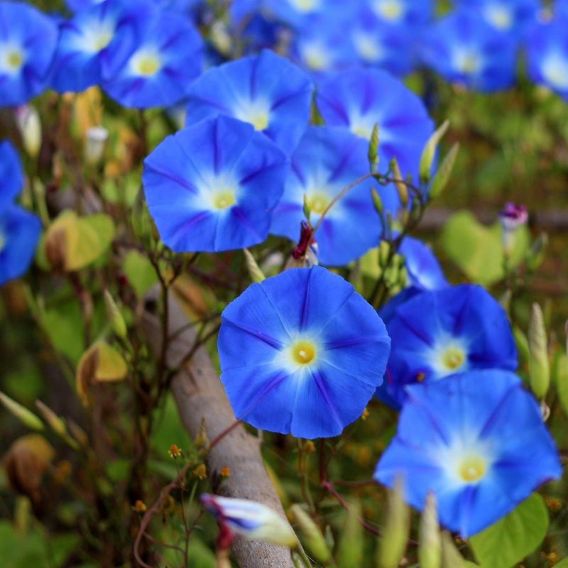 Heavenly Blue Morning Glory vine displaying blue trumpet-shaped flowers