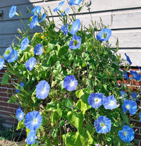 Ipomoea tricolor climbing flowering vine growing along a garden trellis
