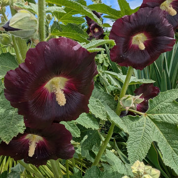 Arabian Nights Black Hollyhock Alcea rosea var. nigra with tall flower spikes, deep chocolate-maroon blossoms, and broad green leaves
