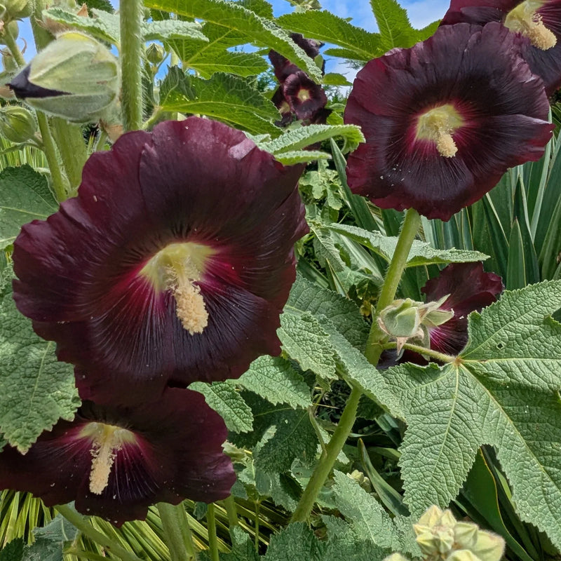 Arabian Nights Black Hollyhock Alcea rosea var. nigra with tall flower spikes, deep chocolate-maroon blossoms, and broad green leaves