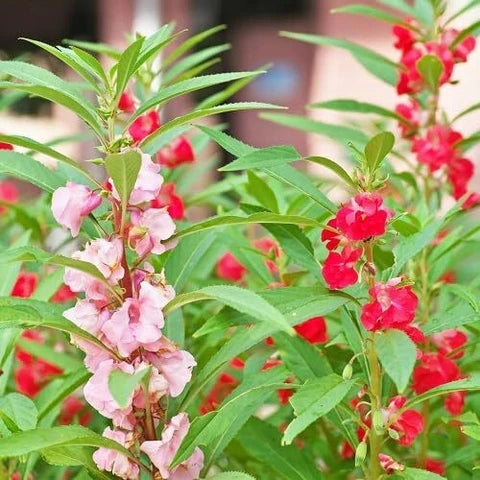 Chinese Balsam flowering plant with green foliage and colorful blooms