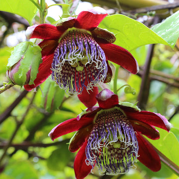 Passiflora alata Seeds – Winged-Stem Passion Flower, Heirloom, Non-GMO, Tropical Climbing Vine