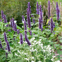 Organic Korean Mint herb garden seeds Agastache rugosa for growing an aromatic perennial plant.