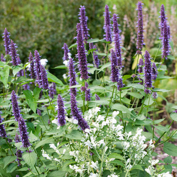 Organic Korean Mint herb garden seeds Agastache rugosa for growing an aromatic perennial plant.