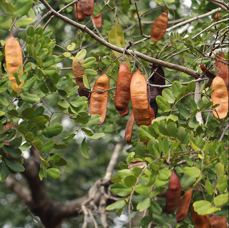 African Blackwood Seeds Dalbergia melanoxylon Rare Hardwood Tree Valuable Timber Species