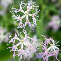 Fringed Pink flowering perennial with narrow grey-green foliage in a garden setting